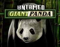 Untamed - Giant Panda Untamed - Giant Panda